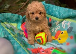 Mini Boy Toy Poodle Yavrumuz 2