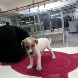 Jack Russel Terri̇er Di̇şi̇ Erkek Yavrularımız 1