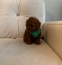 Red Brown Toy Poodle Yavrular 1