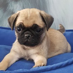 Kalite Ve Güvenin Tek Adresinden PUG Yavrulari 4