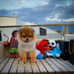 TeddyBear Yüz Yapısına Sahip PomeranianBoo Oğlumuz 4