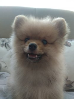 A Kalite Mükemmel Pomeranian Yavrulari 4