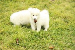 PAMUK GİBİ SAMOYED YAVRULARI 4