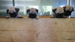 Pug Yavrularımız Irk Garantilidir 4