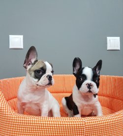 Fransız Bulldog 3