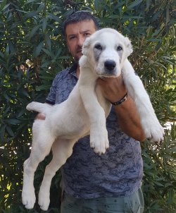 Alabay Yavruları 3