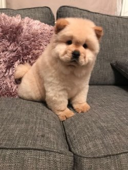 Chow Chow Yavrularımız 5