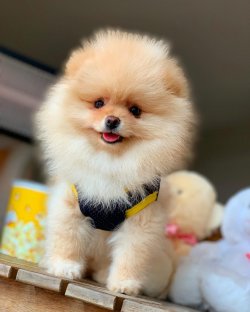 Muhteşem Showclass Pomeranian Boo Büyümeyen Cins 2