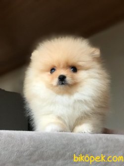 Dünya Tatlısı Pomeranian Yavrularımız 3