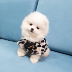 Ayı Surat Boo Pomeranian Yavrular 1