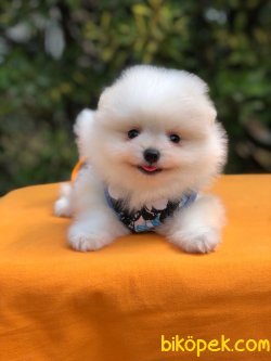 Orjinal Irk Ve Sağlık Garantili Teddy Pomeranian Boo Yavrularımız 3