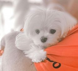 Maltese Yavrularımız 1