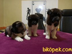 A KALİTE AMERİCAN AKİTA YAVRULAR 5
