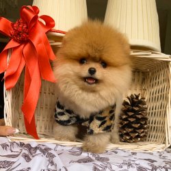 Belgeli Eğitimli Pomeranian Boo Yavrularımız 4