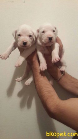A Kalite Dogo Argentino Yavruları 3