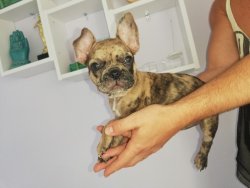 2 Aylık Neşeli French Bulldog Merle 3