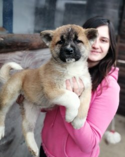 Irk Garantili Akita İnu Yavrularımız Hachiko 3