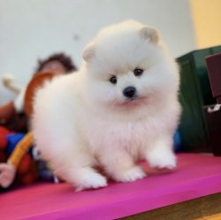 Irk Ve Sağlık Garantili PomeranianBoo Yavrularımızdan 3