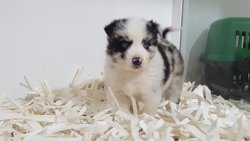 BORDER COLLIE YAVRULARIMIZ 3