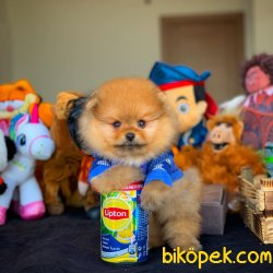 3 Aylık Erkek Orijinal Renk Boo Oğlumuz 1