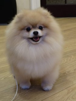 POMERANİAN BOO 2