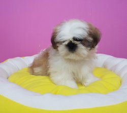 Satılık Shih Tzu Yavruları 3