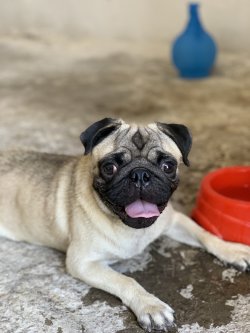 Pug Mops 1