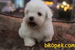 Süper Kalite Tea Cup Maltese Terrier Yavrular Mağazamıda 3