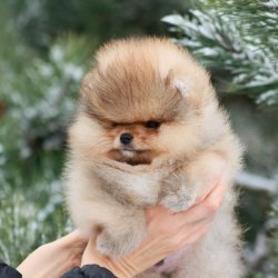 POMERANİAN AYI KAFA ORJİNAL BOO DOG 1