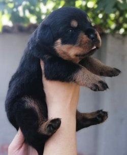 Muhteşem Rottweiler Yavruları 4
