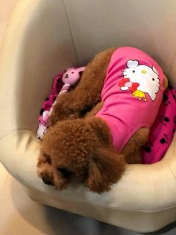 Full Egitimli Toy Poodle Yavru 1