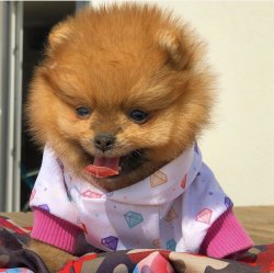 Yarışma Düzeyi Pomeranianboo Yavrularımız 4