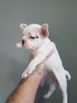 French Bulldog Yavrularımız Özel Renk 4