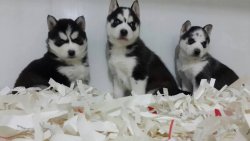 SİBİRYA HUSKY YAVRUSU 4