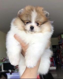Benim Adım Doggy 1
