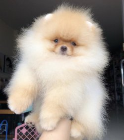 A Kalite Yetişkin Pomeranian 1