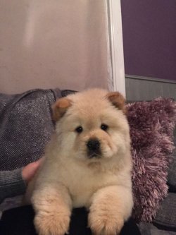 Chow Chow Yavrularımız 2