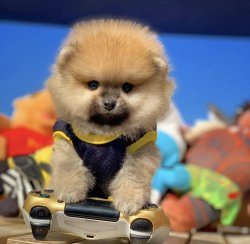 Yeni Gelen TeddyBear PomeranianBoo Yavrularımızdan 4