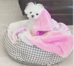 Maltese Terrier Yavrularımız 1