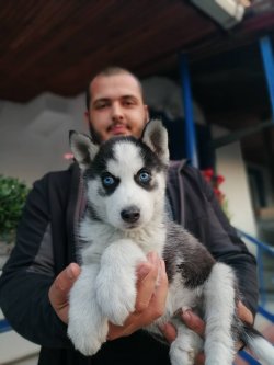 MAVİ GÖZLÜ SİBİRYA KURDU YAVRULARIMIZ 2
