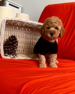 SAFKAN TOY POODLE YAVRULARIMIZ 4