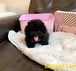 Nadir Renk Black Pomeranian Boo Yavru 4