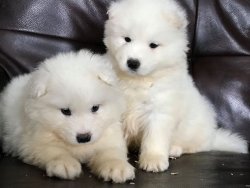 PAMUK GİBİ SAMOYED YAVRULARI 1