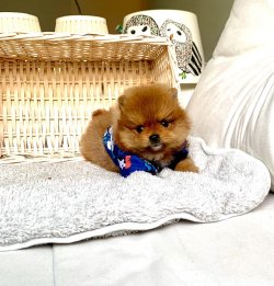 Orjinal Boo Pomeranian Yavrular 2