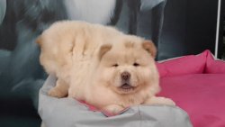 CHOW CHOW YAVRULARIMIZ 3