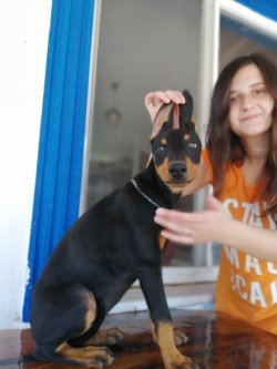 Üst Kalite Doberman Yavrularımız 2