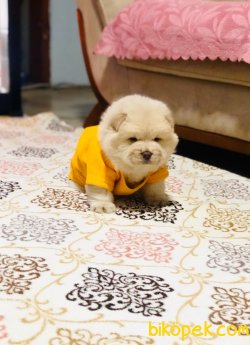 Chow Chow (Çin Aslanı) Yavruları 4