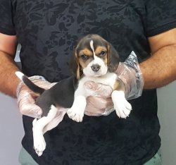 Beagle Yavrularımız 3