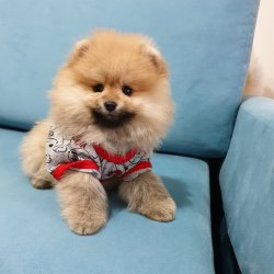 Pomeranian Boo Teddy Bear Yavrular 4
