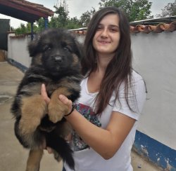 Çiftliğimizden Alman Kurdu Yavrularımız 1